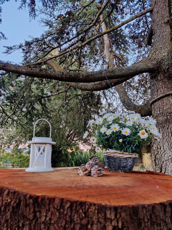 Relais Felciaino B&B Bolgheri Eksteriør bilde